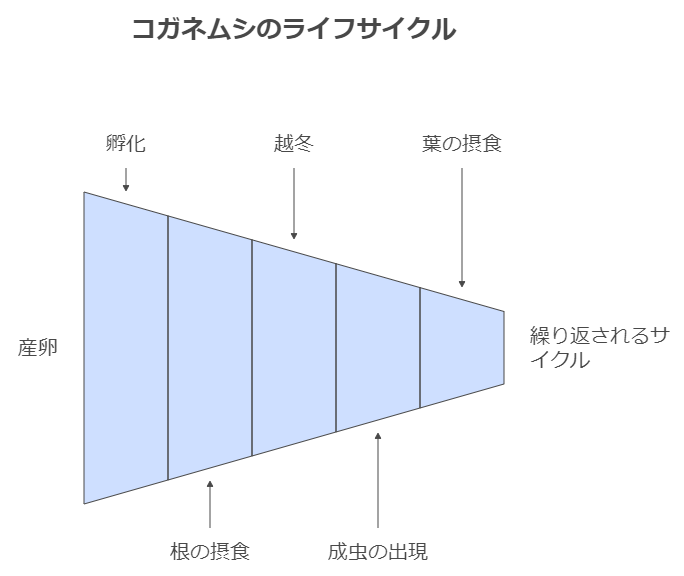 コガネムシのライフサイクル